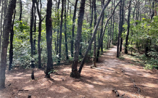 불암산 도시자연공원구역 내 등산로. <서울시 제공>